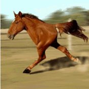 funnyhorse81179.gif